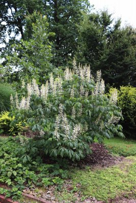 Aesculus parviflora - jírovec drobnokvětý - celek v květu